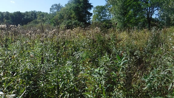 Barnes Prairie Mitigation Bank